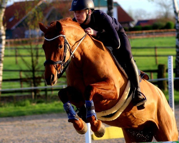 Springpferd Abby 103 (Litauer Warmblut, 2017)