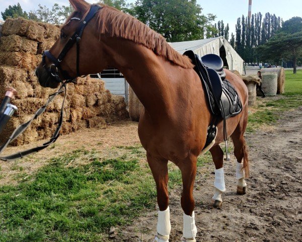 Springpferd Brillant 6 (Österreichisches Warmblut, 2016, von Brentano)