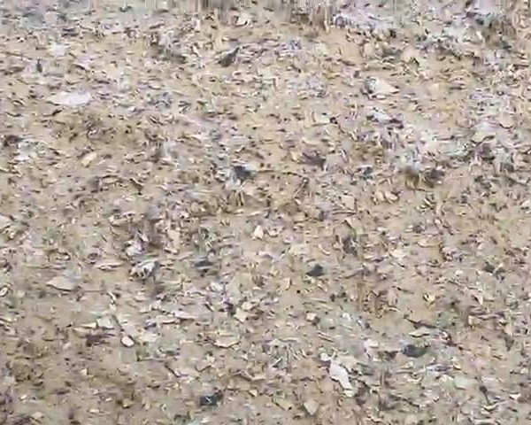 Video von Cascampino