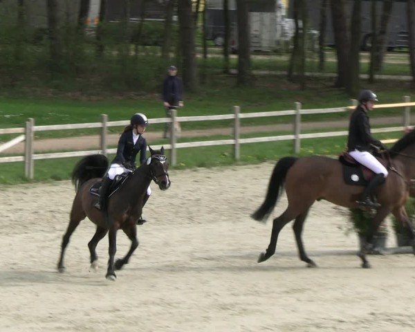 Reitturnier Westergellersen 2024