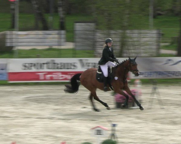 Reitturnier Westergellersen 2024
