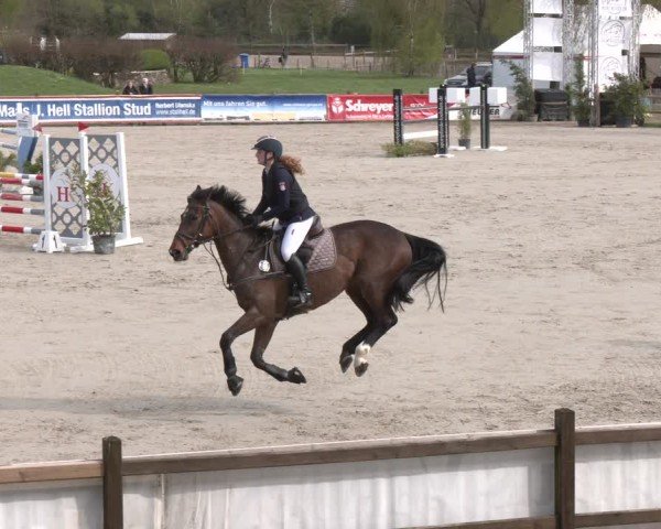 Reitturnier Westergellersen 2024
