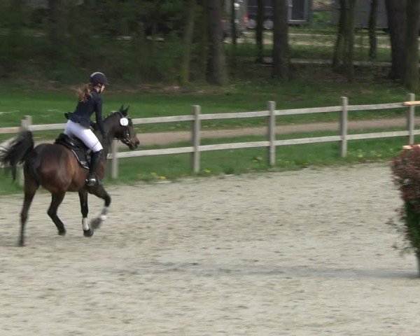 Reitturnier Westergellersen 2024