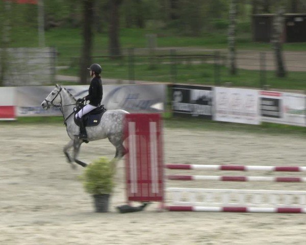Reitturnier Westergellersen 2024