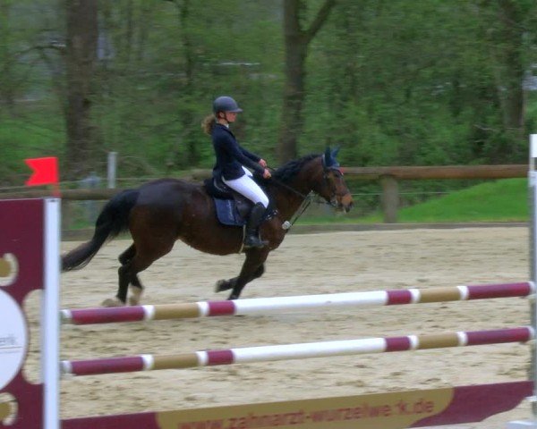 Reitturnier Rhede 2024