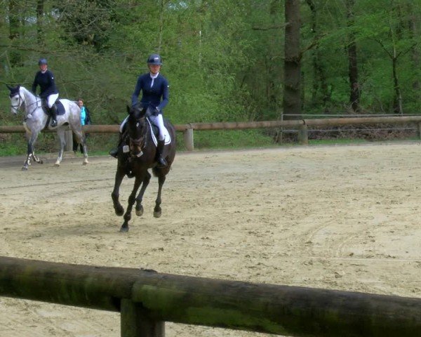 Reitturnier Rhede 2024