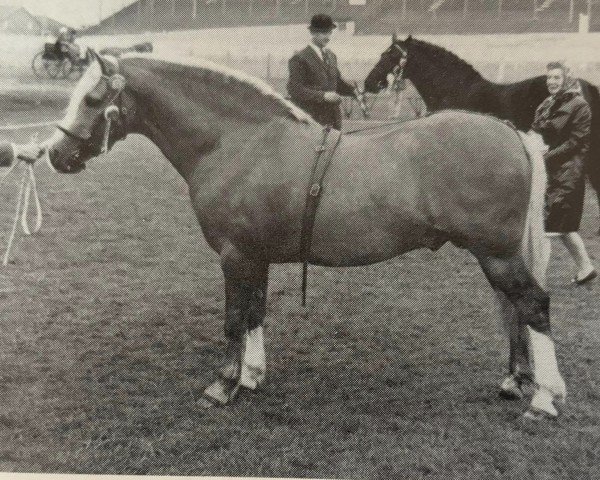stallion Turkdean Cerdin (Welsh-Cob (Sek. C), 1965, from Llanarth Firel) stallion Turkdean Cerdin (Welsh-Cob (Sek. C), 1965, from Llanarth Firel)