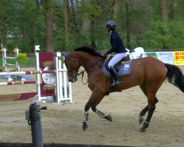 Reitturnier Rhede 2024