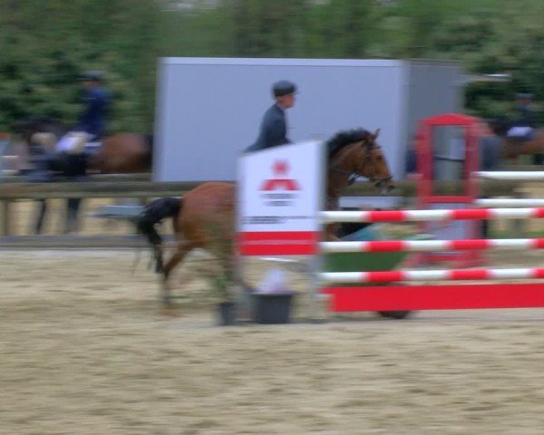 Reitturnier Rhede 2024