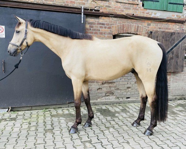 horse Qooper E (Westphalian, 2017, from Qaside Md)