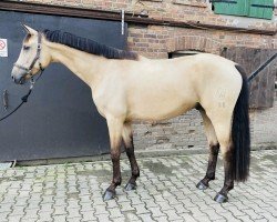 horse Qooper E (Westphalian, 2017, from Qaside Md)