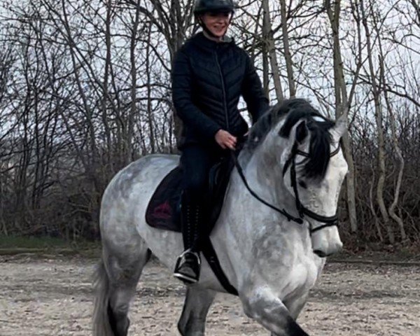 horse Carissimo 26 (Holsteiner, 2017, from Cascavelle NT)