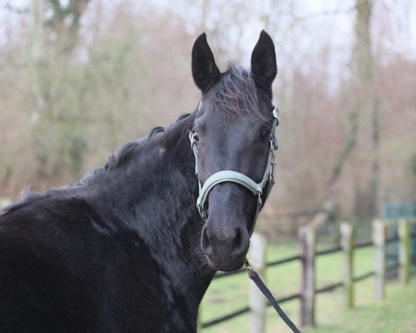 broodmare Gracefully (Oldenburg, 2021, from Galaxy)