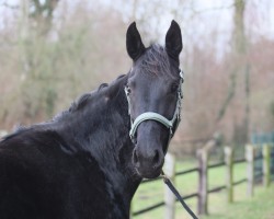 Zuchtstute Gracefully (Oldenburger, 2021, von Galaxy)