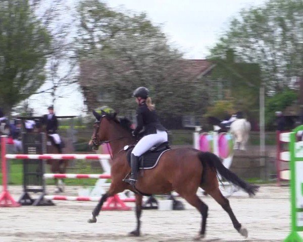 Reitturnier Breiholz "Am Moltkestein" 2024