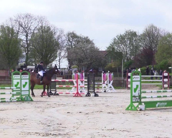 Reitturnier Breiholz "Am Moltkestein" 2024