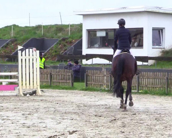 Reitturnier Breiholz "Am Moltkestein" 2024