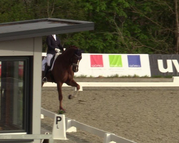 Reitturnier Elmlohe 2024