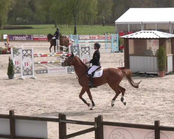 Reitturnier Westergellersen 2024