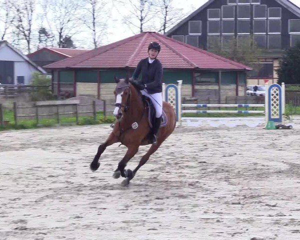 Reitturnier Breiholz "Am Moltkestein" 2024