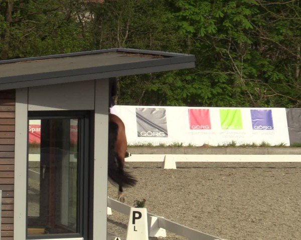 Reitturnier Elmlohe 2024