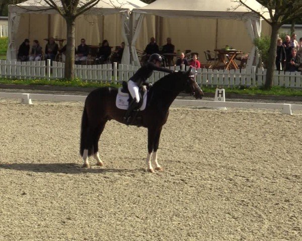 Reitturnier Elmlohe 2024