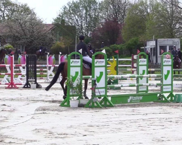 Reitturnier Breiholz "Am Moltkestein" 2024