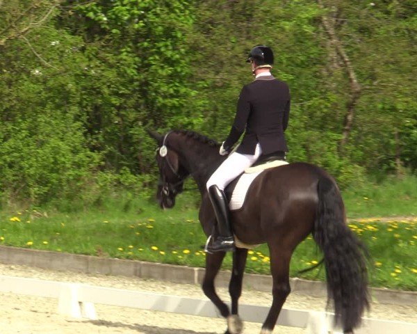 Reitturnier Elmlohe 2024