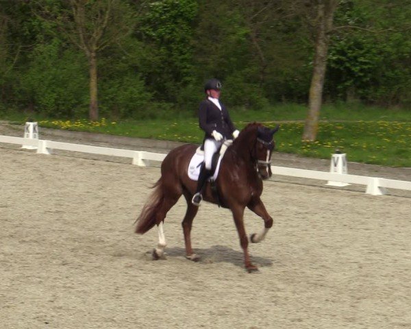 Reitturnier Elmlohe 2024