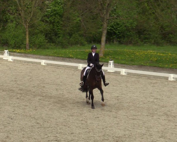 Reitturnier Elmlohe 2024