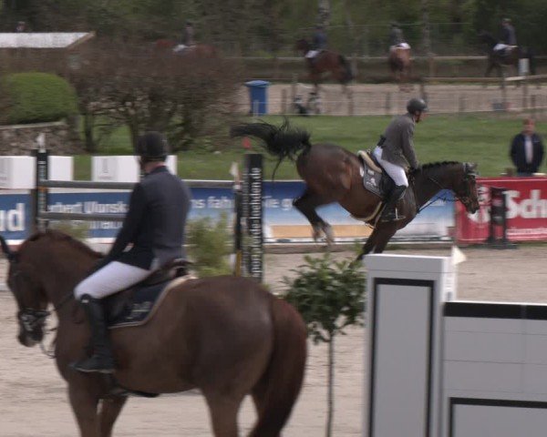 Reitturnier Westergellersen 2024