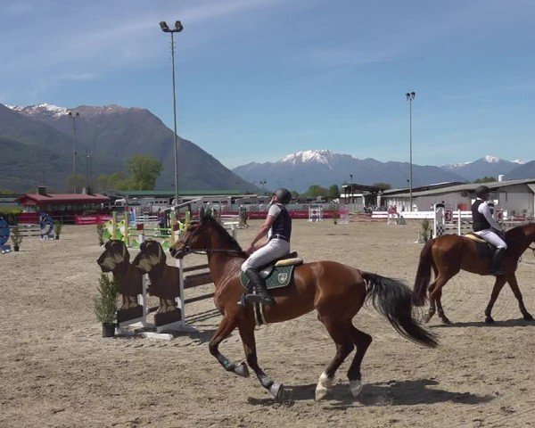 Reitturnier Giubiasco 2024