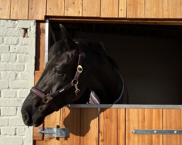 horse Quinta 174 (Hanoverian, 2019, from Q-Sieben OLD)