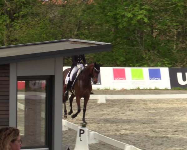 Reitturnier Elmlohe 2024