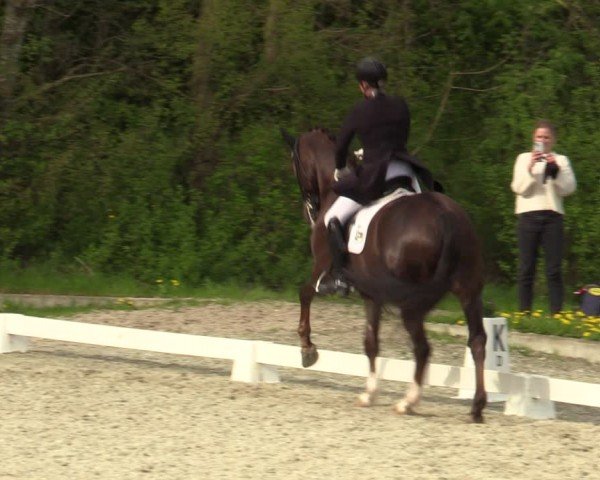 Reitturnier Elmlohe 2024