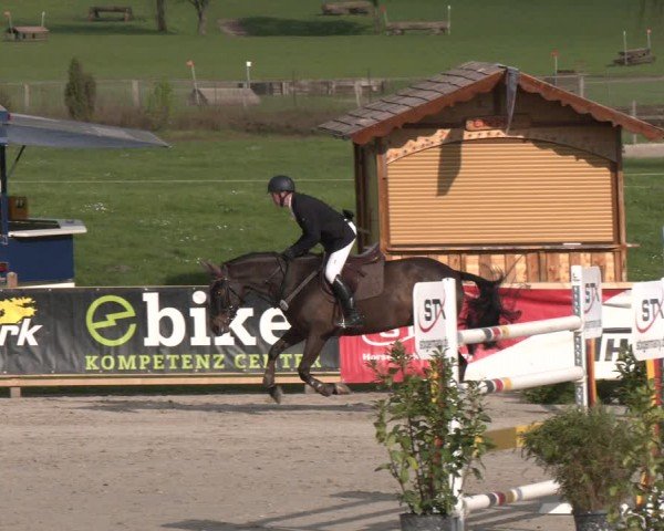 Reitturnier Westergellersen 2024
