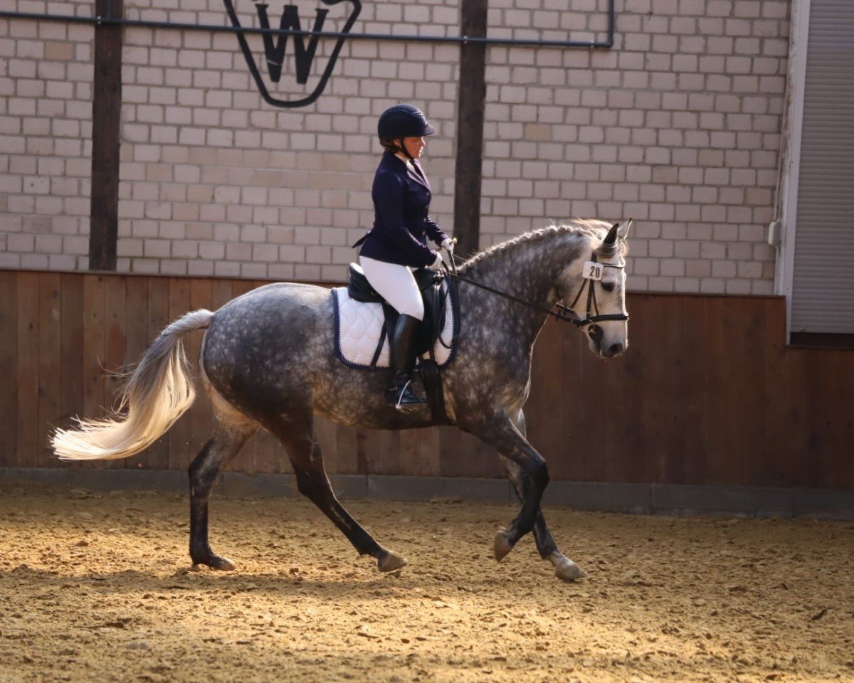 dressage horse Cosmo Jarvis (Westphalian, 2014, from Christiano)