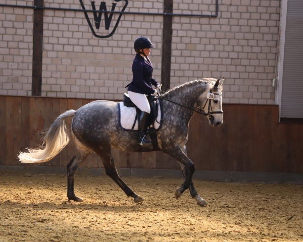 dressage horse Cosmo Jarvis (Westphalian, 2014, from Christiano)