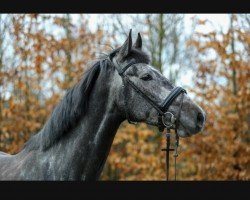 jumper Hamilton L (Hanoverian, 2018, from Hickstead White)