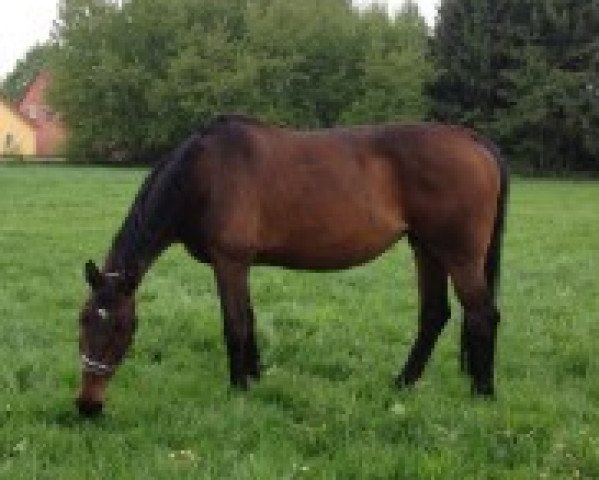 broodmare Celind (Zangersheide riding horse, 1998, from Centauer Z)