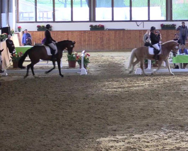 Lenklarer Reitertage Werne 2024