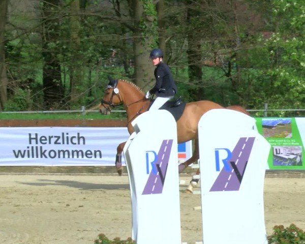 Reitturnier Rhede 2024
