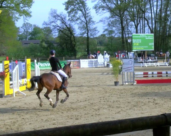 Reitturnier Rhede 2024