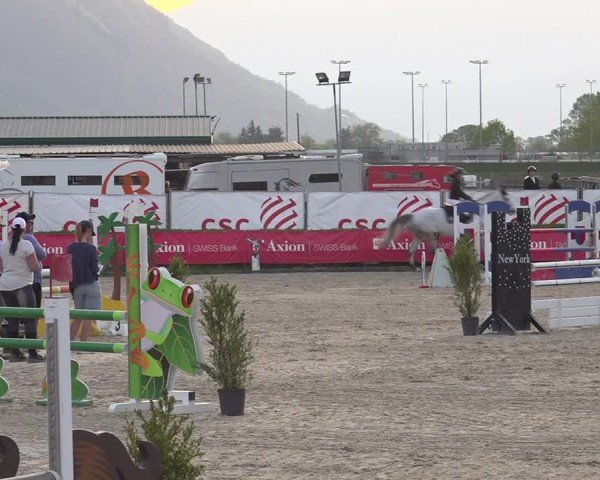 Reitturnier Giubiasco 2024