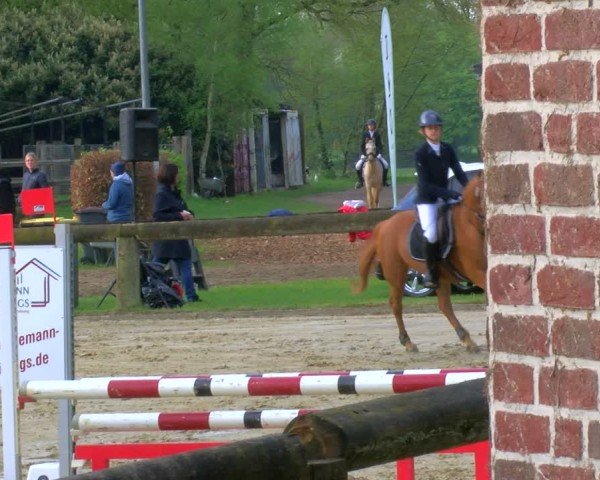 Reitturnier Rhede 2024