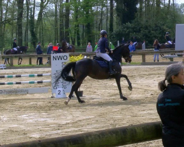 Reitturnier Rhede 2024