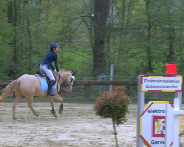 Reitturnier Rhede 2024