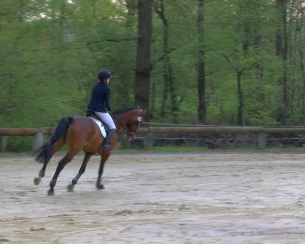Reitturnier Rhede 2024
