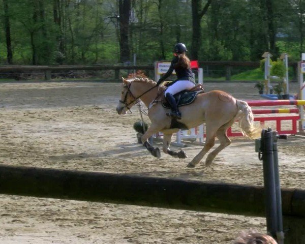 Reitturnier Rhede 2024