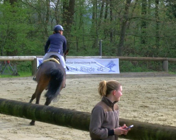 Reitturnier Rhede 2024